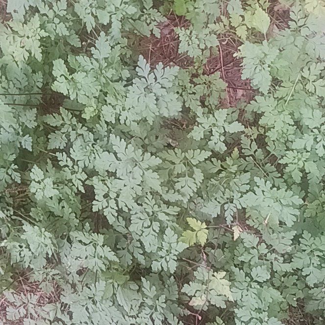 Photo of the plant species Robert Geranium by @TycoonNeem37 named Kardashian on Greg, the plant care app
