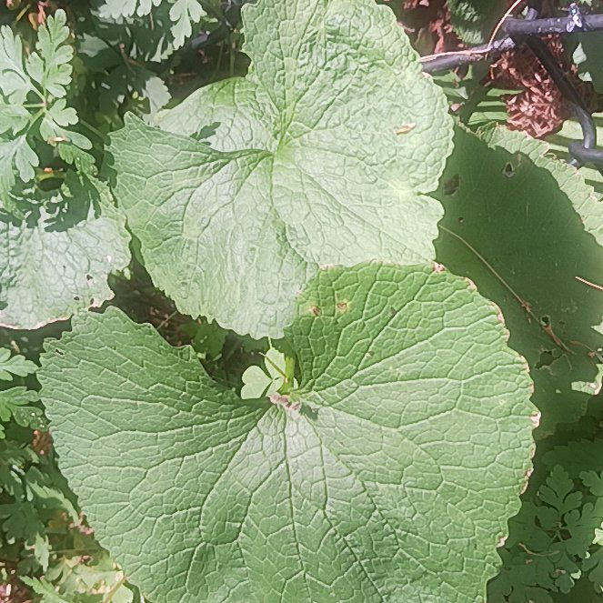 Photo of the plant species Beetleweed by @TycoonNeem37 named Rosa on Greg, the plant care app