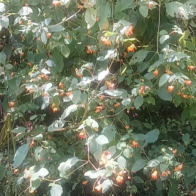 Photo of the plant species Etruscan Honeysuckle by @TycoonNeem37 named Rihanna on Greg, the plant care app