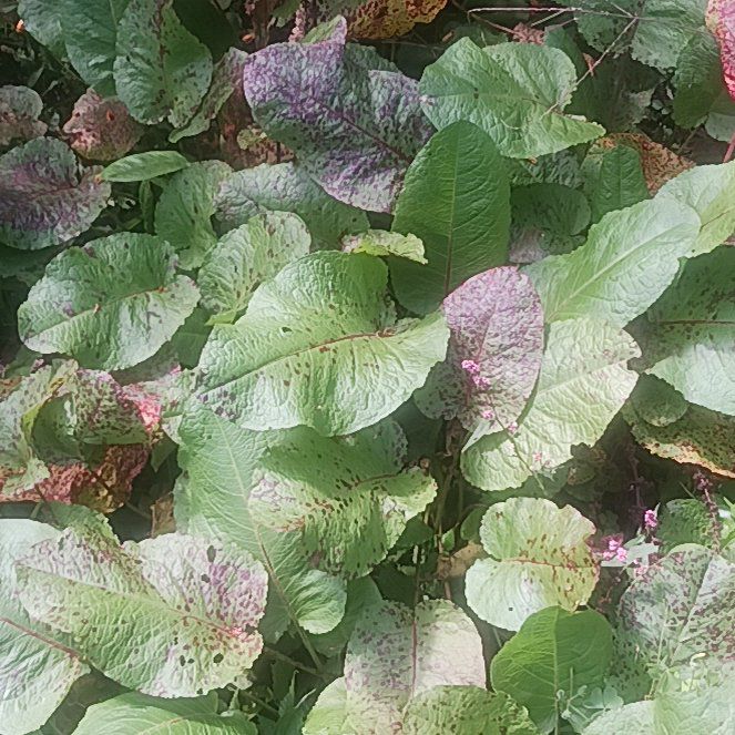 Photo of the plant species Mountain Fleece by @TycoonNeem37 named Bruce Lee on Greg, the plant care app