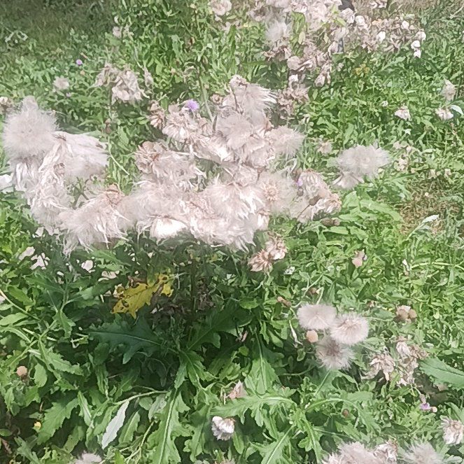 Photo of the plant species Canada Thistle by @TycoonNeem37 named Tree Diddy on Greg, the plant care app