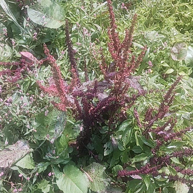 Photo of the plant species Amaranth Pigweed by @TycoonNeem37 named Darwin on Greg, the plant care app