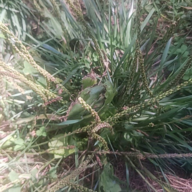 Photo of the plant species Barnyard Grass by @TycoonNeem37 named Walt on Greg, the plant care app