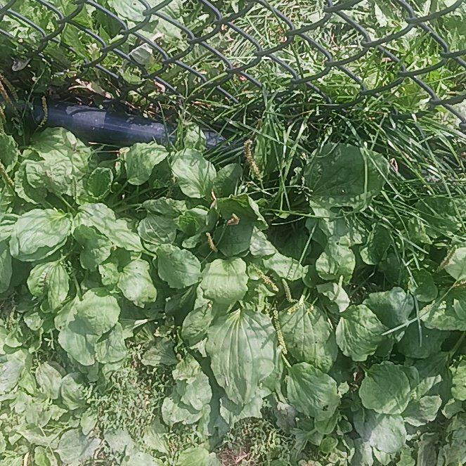 Photo of the plant species Ficaria verna by @TycoonNeem37 named Winston on Greg, the plant care app