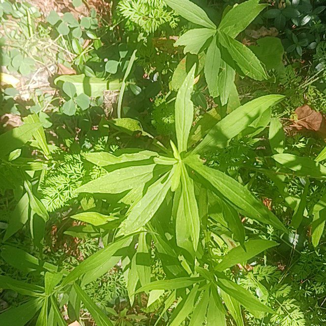 Photo of the plant species Lilium Pardalinum by @TycoonNeem37 named Zeus on Greg, the plant care app