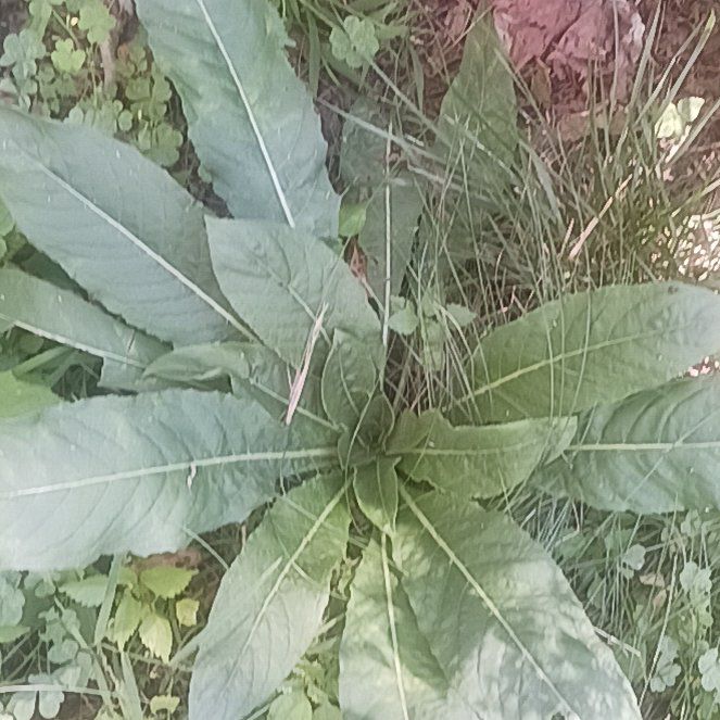 Photo of the plant species Common Evening-Primrose by @TycoonNeem37 named Figyonce on Greg, the plant care app