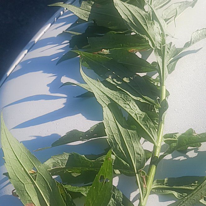 Photo of the plant species Common Comfrey by @TycoonNeem37 named Queen on Greg, the plant care app