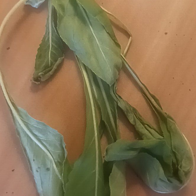 Photo of the plant species Square-Stemmed Willowherb by @TycoonNeem37 named Aria on Greg, the plant care app
