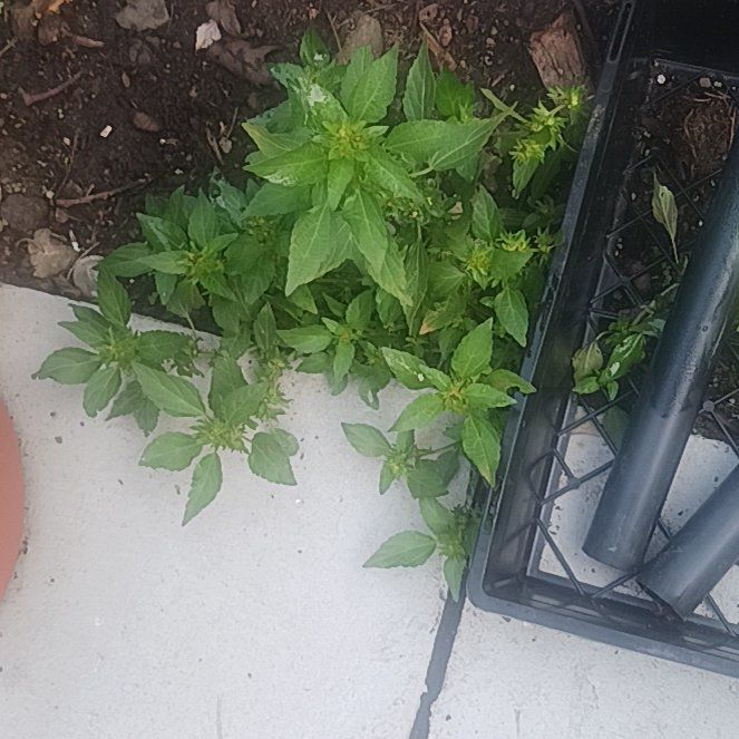 Photo of the plant species Annual Mercury by @TycoonNeem37 named Bigleef Smalls on Greg, the plant care app