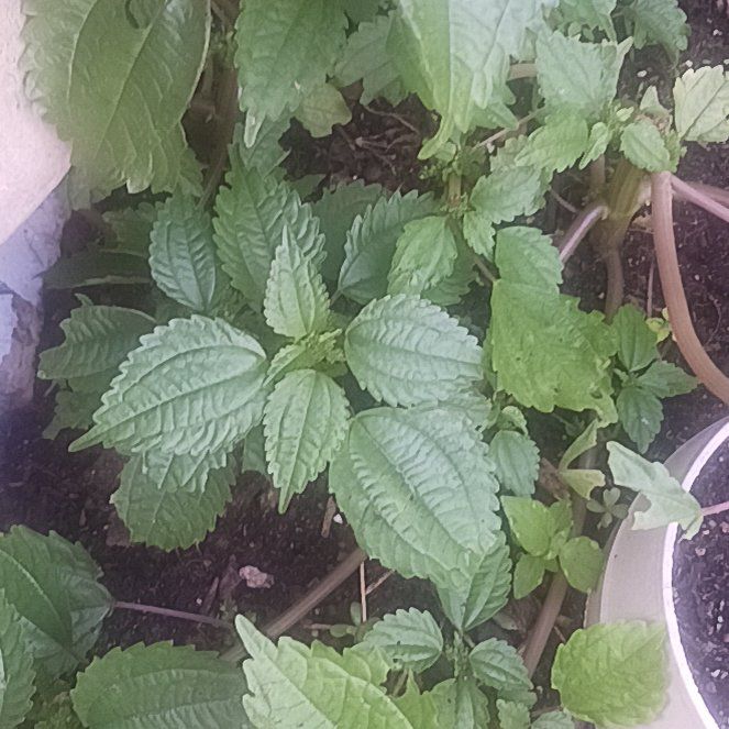 Photo of the plant species Canadian Clearweed by @TycoonNeem37 named Mollie on Greg, the plant care app