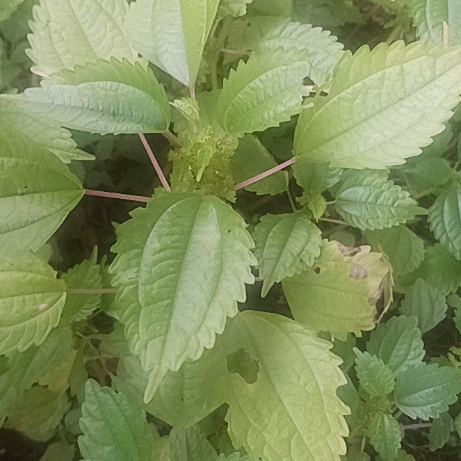 Photo of the plant species Canadian Clearweed by @TycoonNeem37 named Elina on Greg, the plant care app