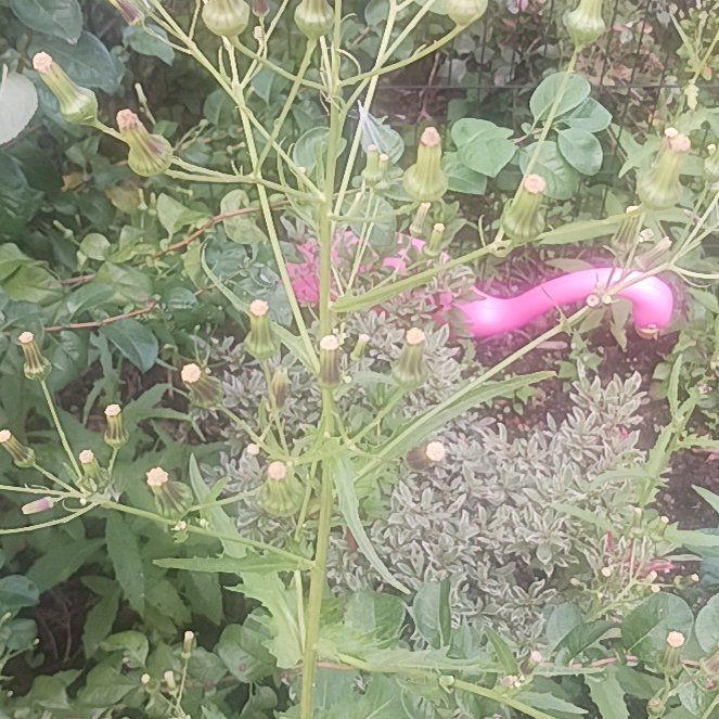Photo of the plant species Argentine Fleabane by @TycoonNeem37 named Willow on Greg, the plant care app