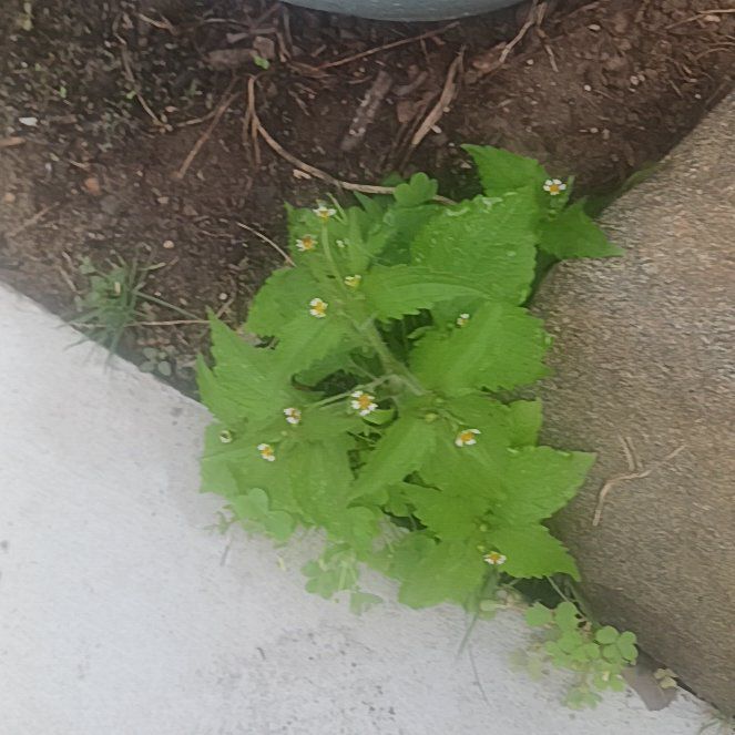 Photo of the plant species Hairy Galinsoga by @TycoonNeem37 named Harry on Greg, the plant care app