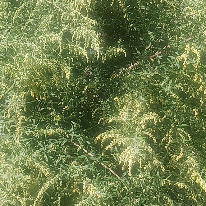 Photo of the plant species Five-Stamen Tamarisk by @TycoonNeem37 named Marilyn on Greg, the plant care app