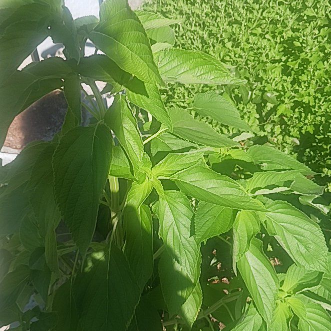 Photo of the plant species Giant Ragweed by @TycoonNeem37 named Coco on Greg, the plant care app