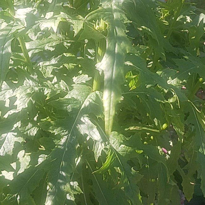 Photo of the plant species Northern Red Oak by @TycoonNeem37 named Scarlett on Greg, the plant care app