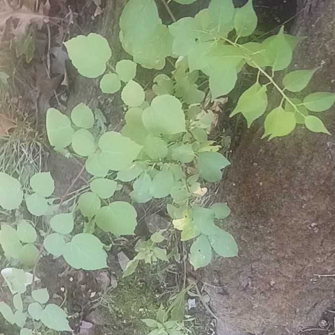 Photo of the plant species Coralberry by @TycoonNeem37 named Anne on Greg, the plant care app