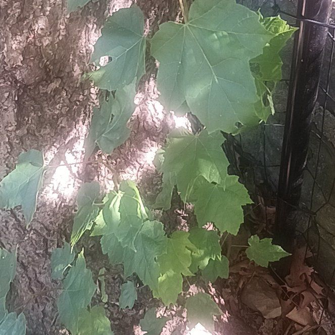 Photo of the plant species Japanese Ivy by @TycoonNeem37 named Rainier on Greg, the plant care app