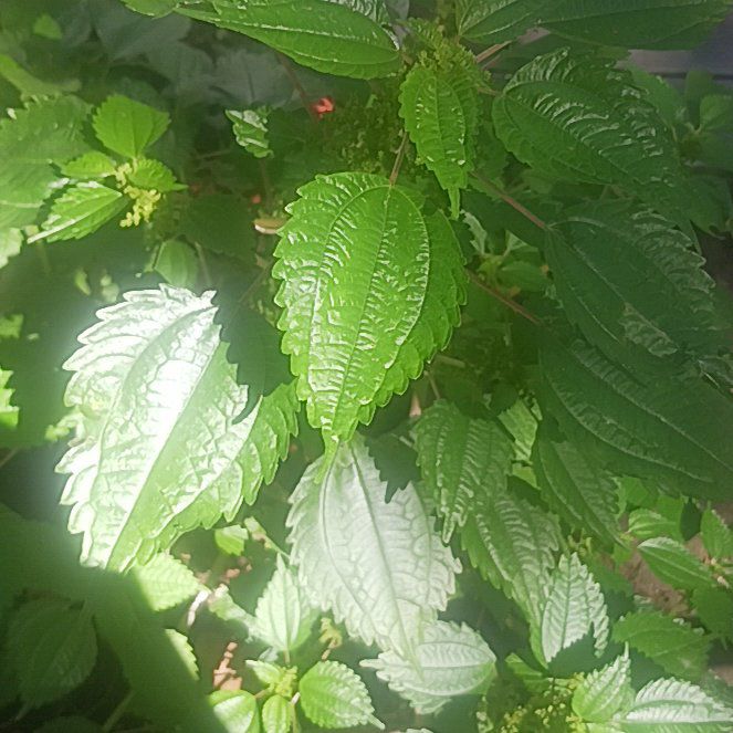 Photo of the plant species Canadian Clearweed by @TycoonNeem37 named Wall-E on Greg, the plant care app