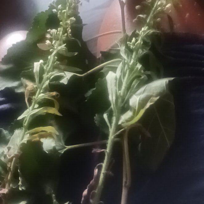 Photo of the plant species Argentine Fleabane by @TycoonNeem37 named Scarlett on Greg, the plant care app