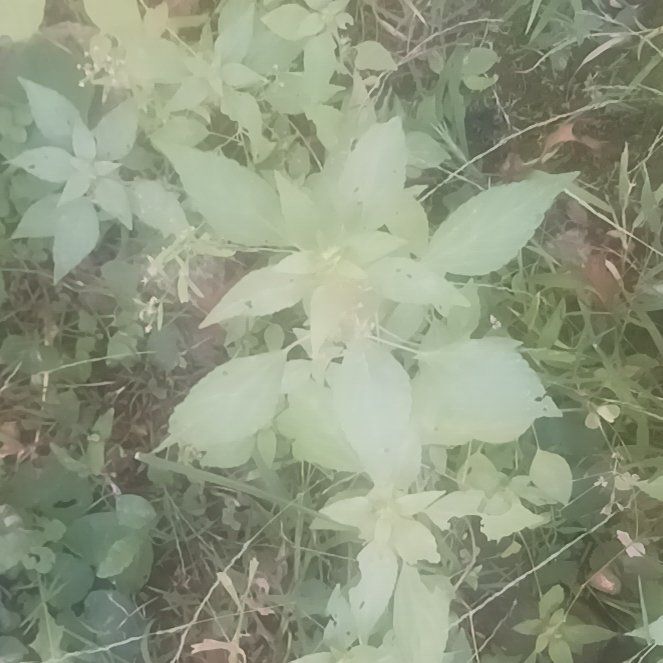Photo of the plant species Giant Ragweed by @TycoonNeem37 named Scarlett on Greg, the plant care app