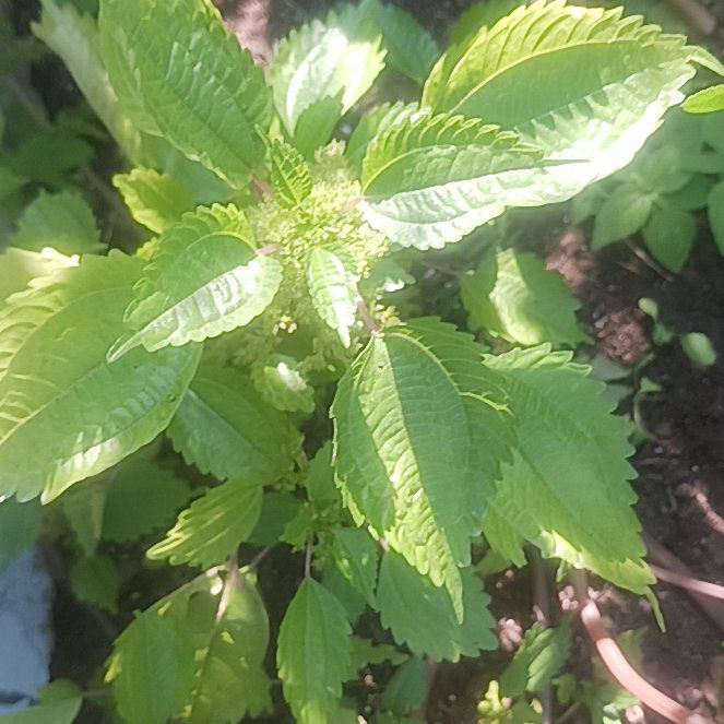 Photo of the plant species Canadian Clearweed by @TycoonNeem37 named Prince on Greg, the plant care app