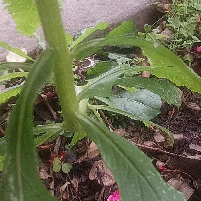 Photo of the plant species Annual Fleabane by @TycoonNeem37 named Gates on Greg, the plant care app