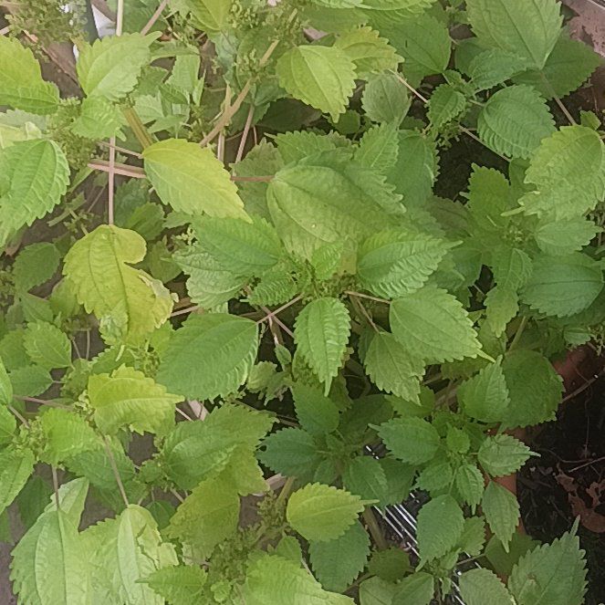 Photo of the plant species Canadian Clearweed by @TycoonNeem37 named Marley on Greg, the plant care app