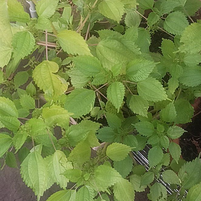 Photo of the plant species Canadian Clearweed by @TycoonNeem37 named Gregarious on Greg, the plant care app