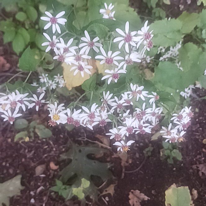 Photo of the plant species Rock Soapwort by @TycoonNeem37 named Homer on Greg, the plant care app