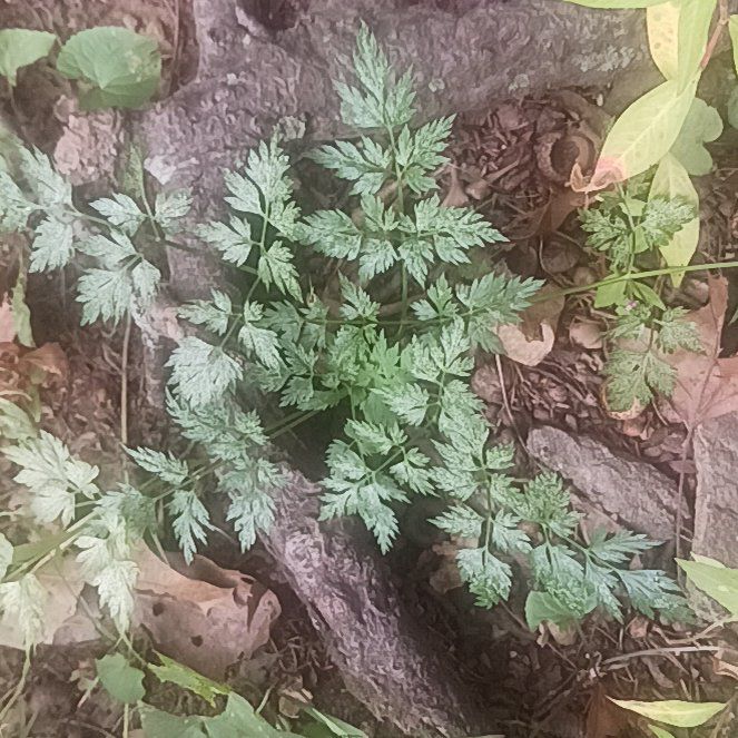 Photo of the plant species Cow Parsley by @TycoonNeem37 named Huckleberry Fern on Greg, the plant care app