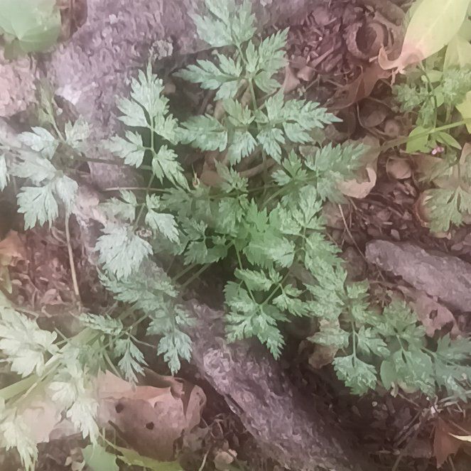Photo of the plant species Cow Parsley by @TycoonNeem37 named Girlfrond on Greg, the plant care app