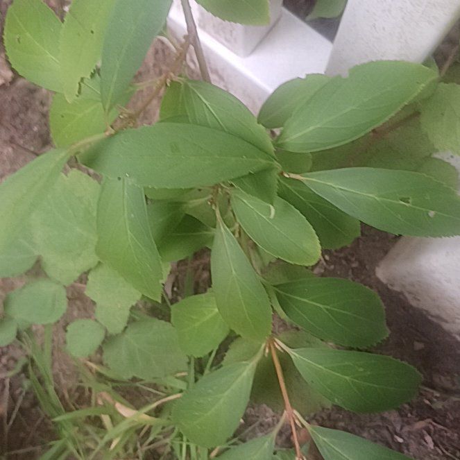 Photo of the plant species Border Forsythia by @TycoonNeem37 named Spike Leaves on Greg, the plant care app