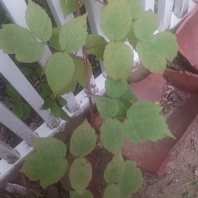 Photo of the plant species Wine Raspberry by @TycoonNeem37 named James Dean on Greg, the plant care app