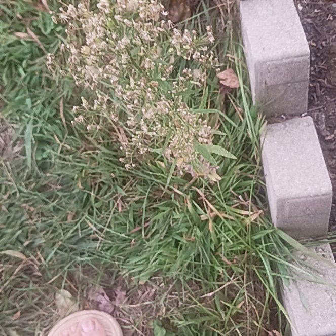 Photo of the plant species Smooth Meadowgrass by @TycoonNeem37 named da Vinci on Greg, the plant care app