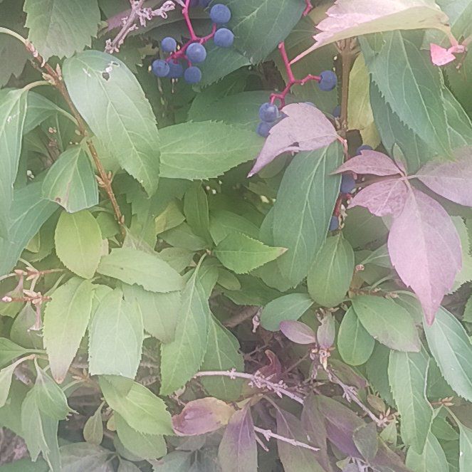 Photo of the plant species Purple Beautyberry by @TycoonNeem37 named Captain Plant-it on Greg, the plant care app