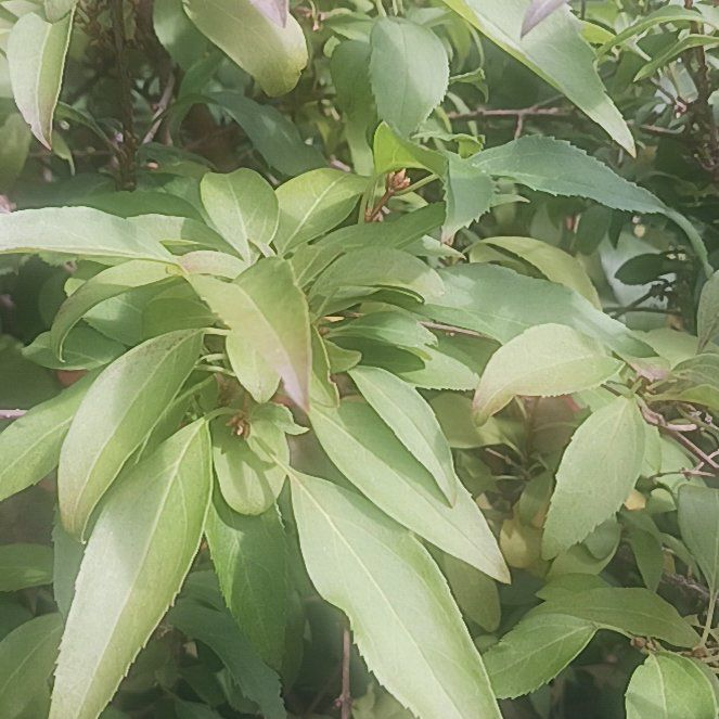 Photo of the plant species Lagunaria by @TycoonNeem37 named Willow on Greg, the plant care app