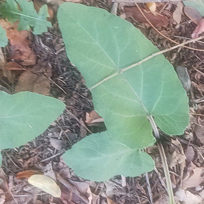 Photo of the plant species Buffalo Gourd by @TycoonNeem37 named Bigleef Smalls on Greg, the plant care app