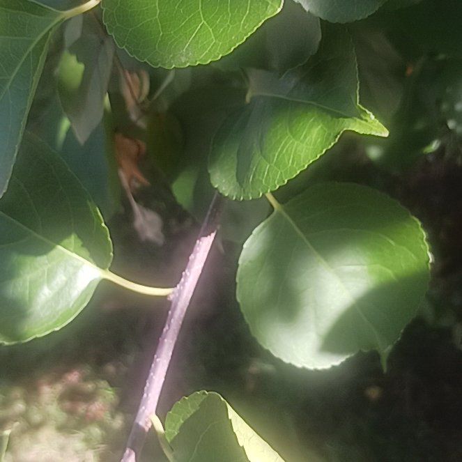 Photo of the plant species Asian Bittersweet by @TycoonNeem37 named Pax on Greg, the plant care app