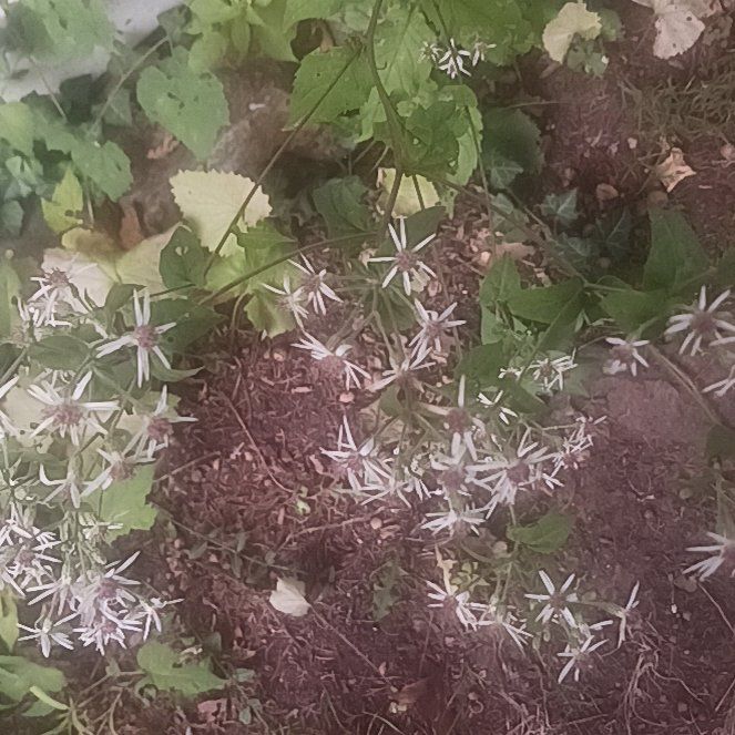 Photo of the plant species Fragrant Virgin's Bower by @TycoonNeem37 named Harper on Greg, the plant care app