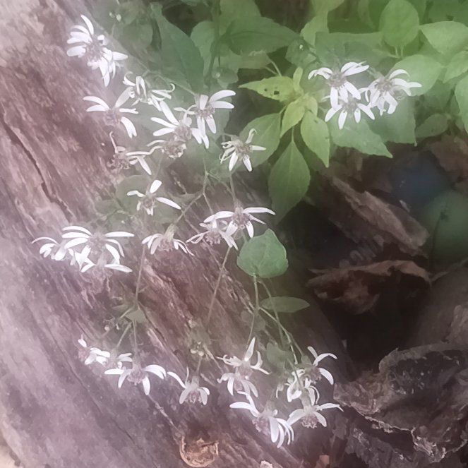 Photo of the plant species Serbian Bellflower by @TycoonNeem37 named Ulysses S Plant on Greg, the plant care app
