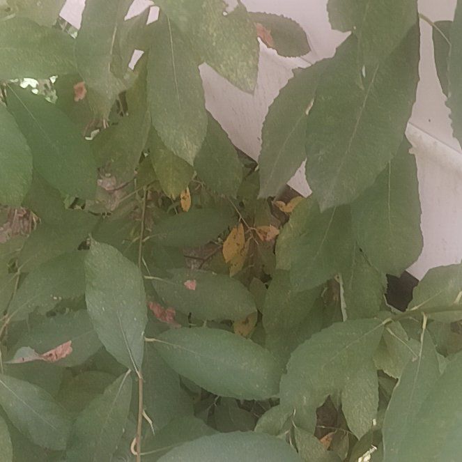 Photo of the plant species Oregon Ash by @TycoonNeem37 named Gates on Greg, the plant care app