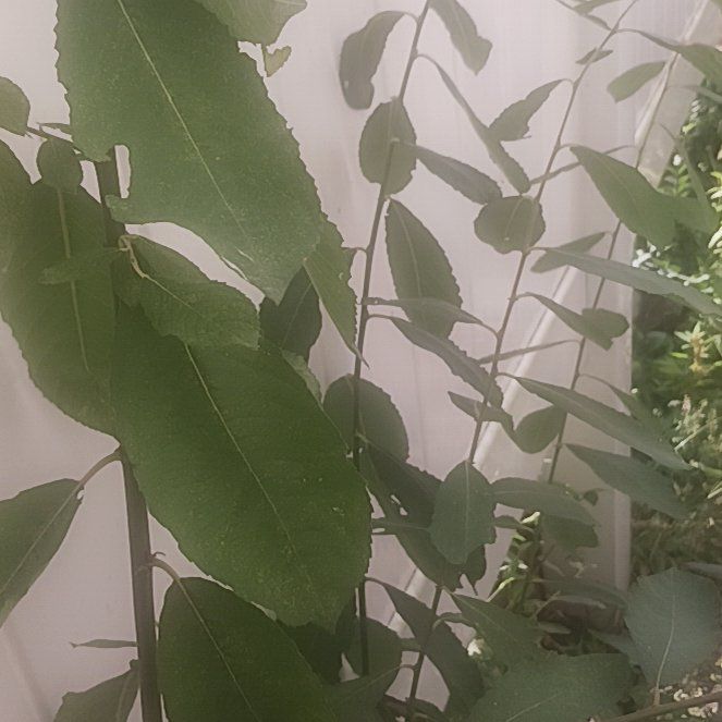 Photo of the plant species Tasmanian Blue Gum by @TycoonNeem37 named Muhammad Ali on Greg, the plant care app