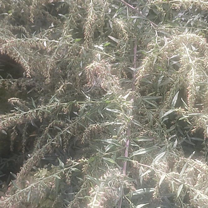 Photo of the plant species California Sagebrush by @TycoonNeem37 named Sol on Greg, the plant care app