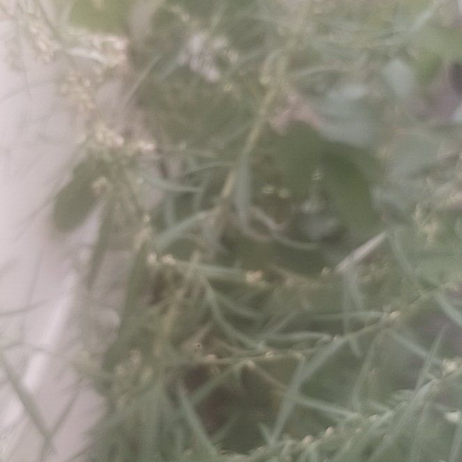 Photo of the plant species California Sagebrush by @TycoonNeem37 named Fernie Mercury on Greg, the plant care app