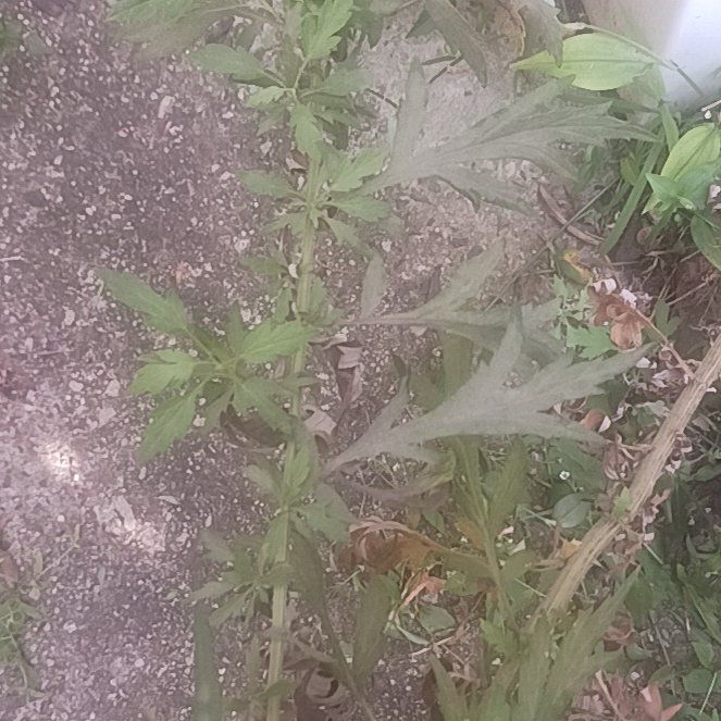 Photo of the plant species Columbia River Wormwood by @TycoonNeem37 named Orlando Bloom on Greg, the plant care app