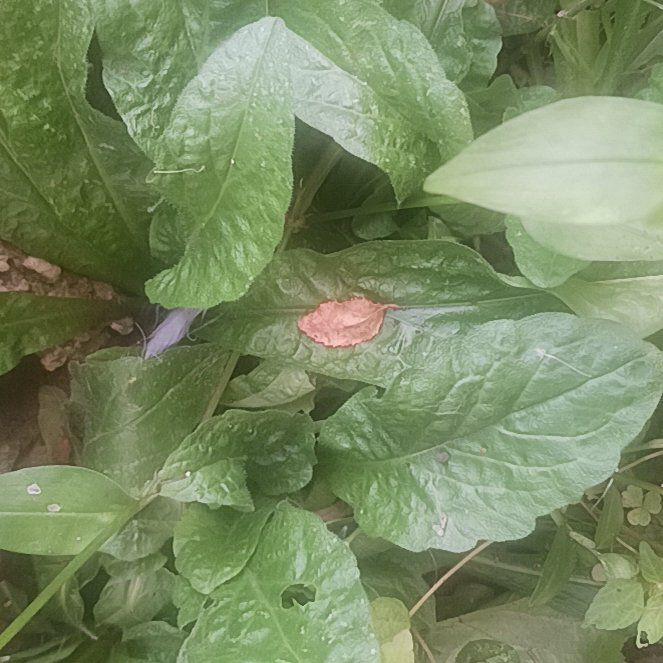 Photo of the plant species Snakeshead by @TycoonNeem37 named Planty on Greg, the plant care app