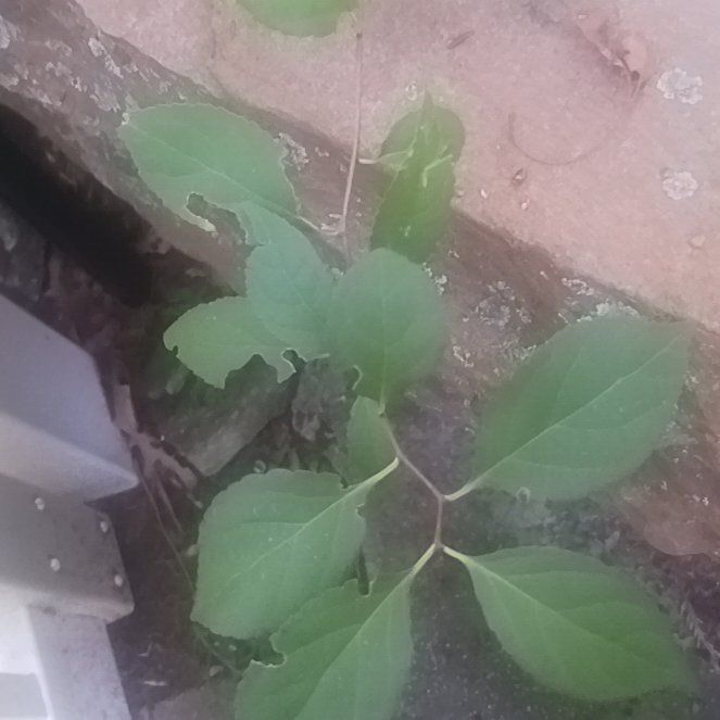 Photo of the plant species Asian Bittersweet by @TycoonNeem37 named Duke on Greg, the plant care app