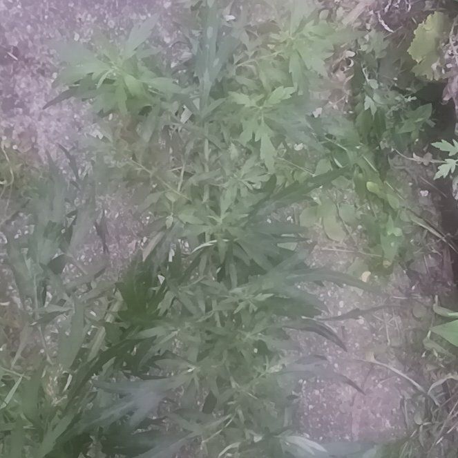 Photo of the plant species Japanese Climbing Fern by @TycoonNeem37 named Hemingway on Greg, the plant care app
