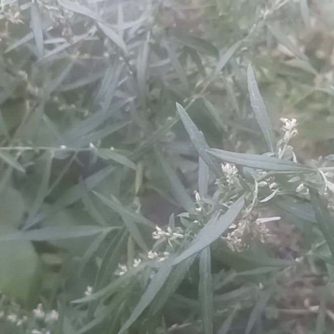 Photo of the plant species Columbia River Wormwood by @TycoonNeem37 named Muhammad Ali on Greg, the plant care app